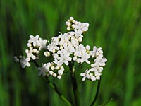 Valeriana dioica